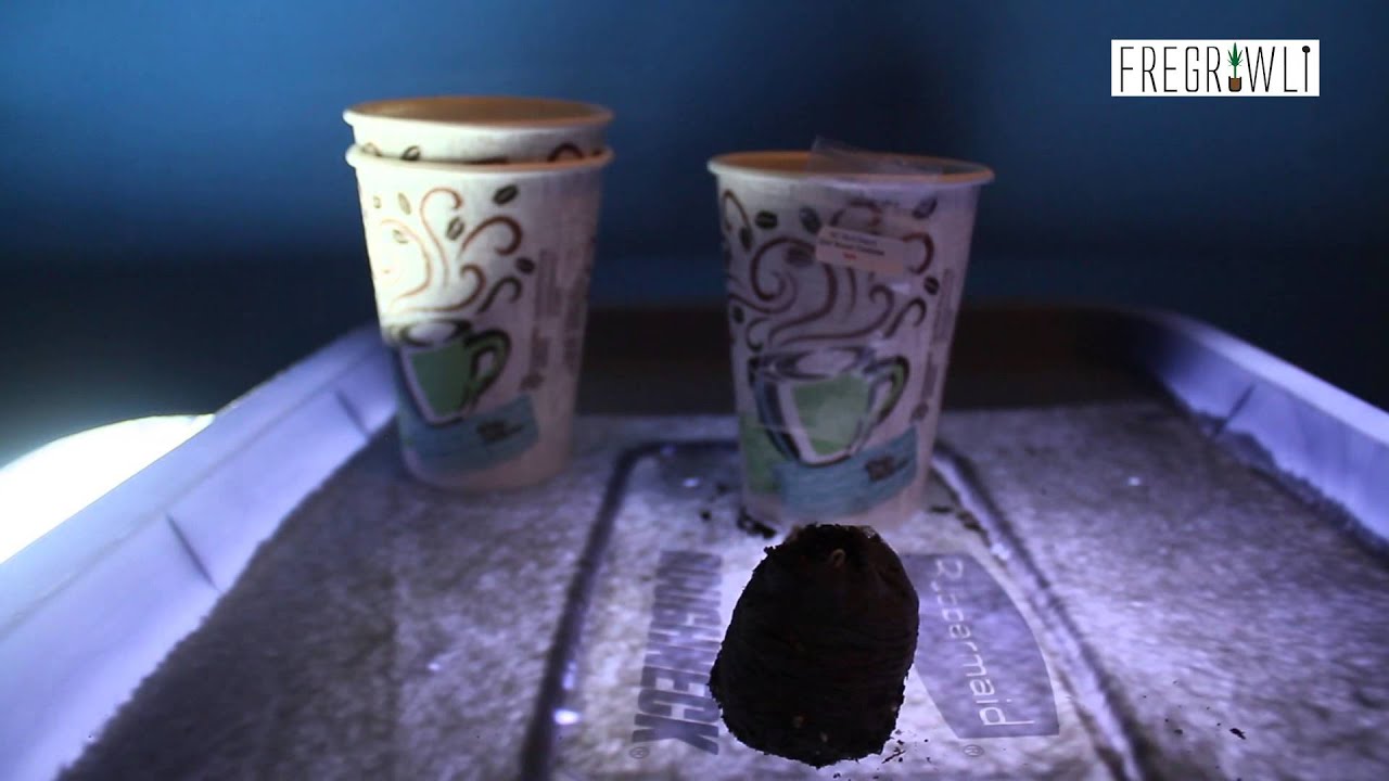 DNA Genetics Chocolope Seed Sprouts in Under 36 Hours