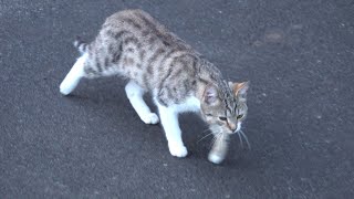 Youngest Cat Very Hungry In The Street