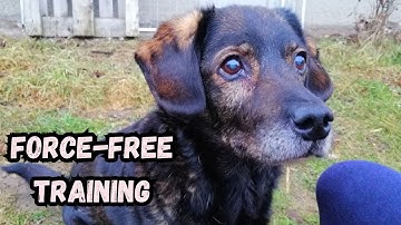 Positive Reinforcement Dog Training Explained—And Its Biggest Flaws!