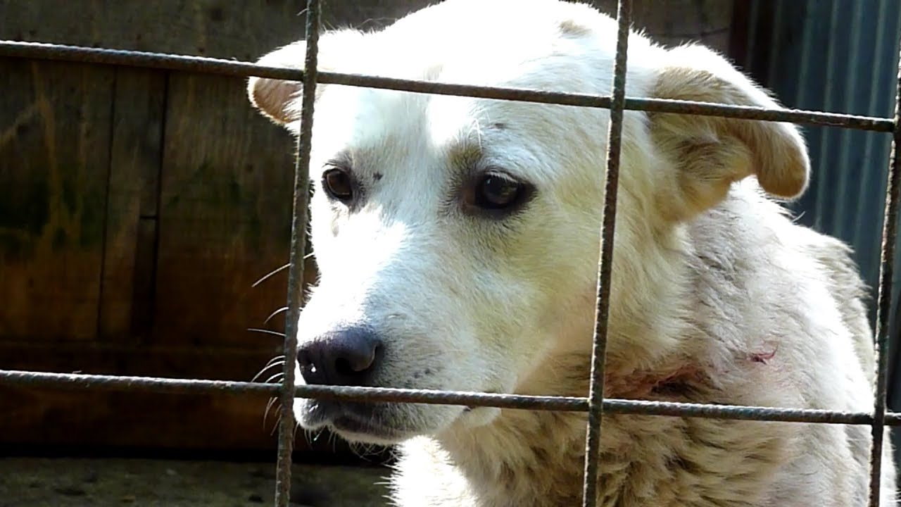 Dog Was Crying For Help But Nobody Heard Him, Until One Day