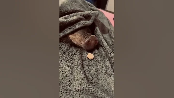 Pig smells food from under blanket and grabs it! #shorts