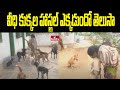 Do you know where the hostel for stray dogs is jordar news  hmtv