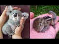 Cute baby animals Videos Compilation cute moment of the animals - Cutest Animals #9