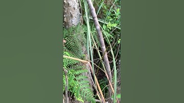 Cụ Ưng bất bạc rừng kìa