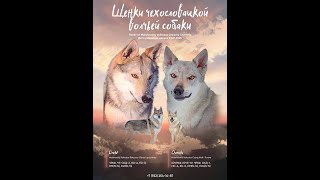 Чехословацкий влчак волкособ волк wolfhund