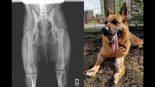 #3 Дисплазия тазобедренных суставов #3 Дисплазия тазобедренных суставов