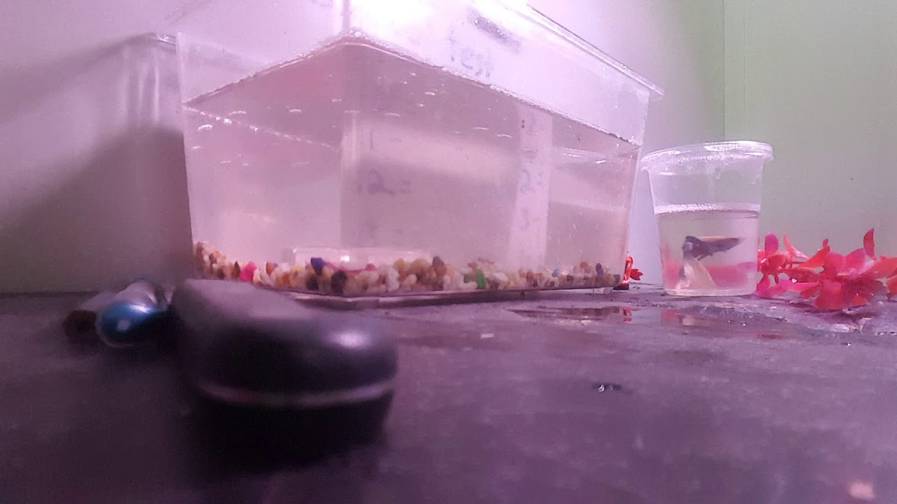 camera iphone 8 plus apk New platinum betta fish