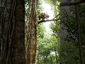 Monkey Carries Rabbit Up a Tree to Escape Wolves | Amazing Wildlife Rescue #WildlifeRescue