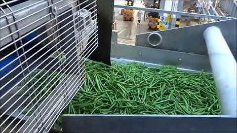 508-150: Complete sorting and cutting line for green beans