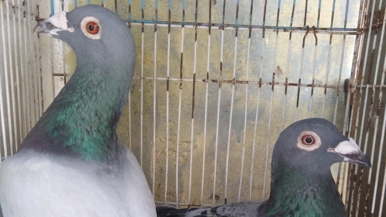 ❤️❤️🎉🕊️🕊️🎉🕊️🎊😘👍👍😅😊