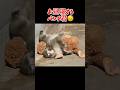 #がんばれパンチ君 #がんばれパンチ #市川市動植物園 #パンチ君 #monkey #punch #zoo #punchmonkey