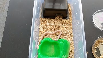 Setting Up Baby Corn Snake