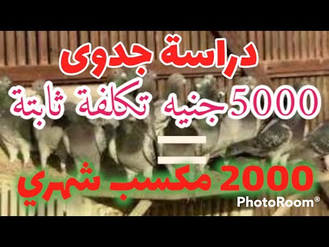 دراسة جدوى مشروع تربية الحمام هل مربح ولا فااااااااشل