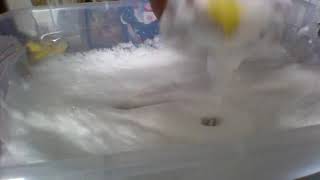 SIMPLE SUDS W/ RANDOM MINI YELLOW SPONGE #spongesqueezing