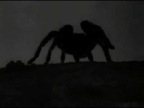 Tarantula (the movie - 1957)