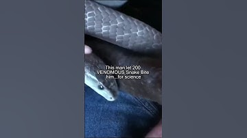 How to Survive 200 Venomous Snake Bites #Snakes #Animals #Shorts