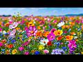 Gentle music melodies for healing the nervous system naturally 🌺Helps improve memory