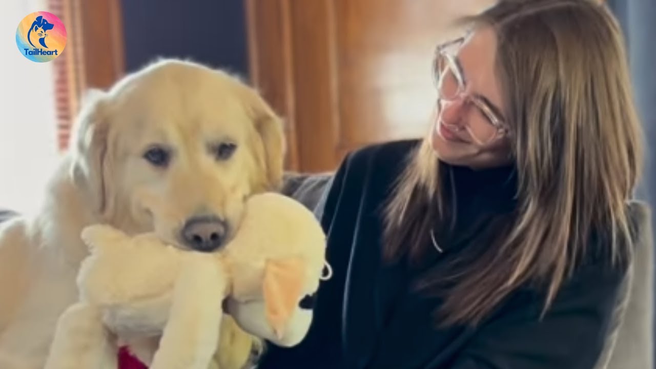 Senior Dog Discovers Joy With His First Toy