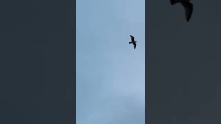 New single Cumha out March 20th #newmusic