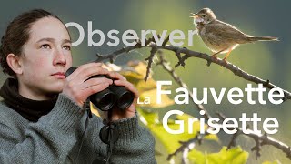 Observer la fauvette grisette