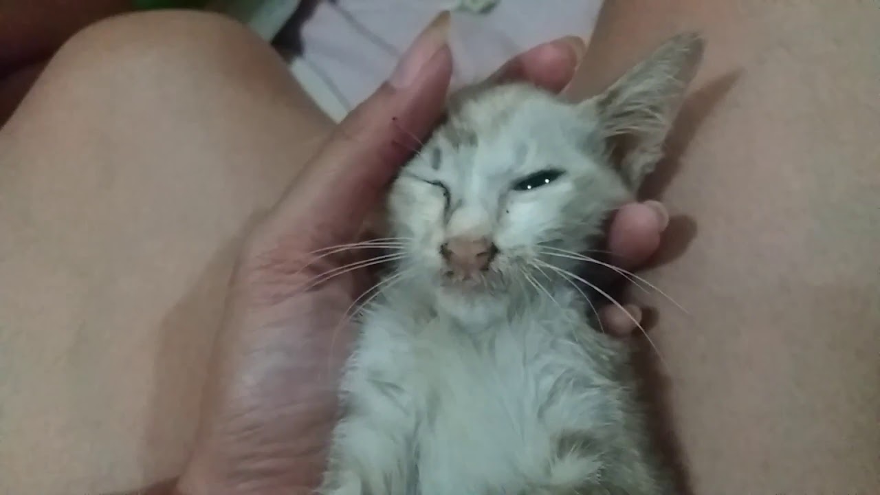 Raw Footage cry for my kitten is died on my eyes YouTube