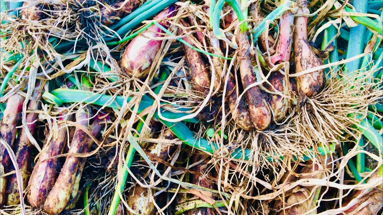 Shallots Harvest 2020 YouTube