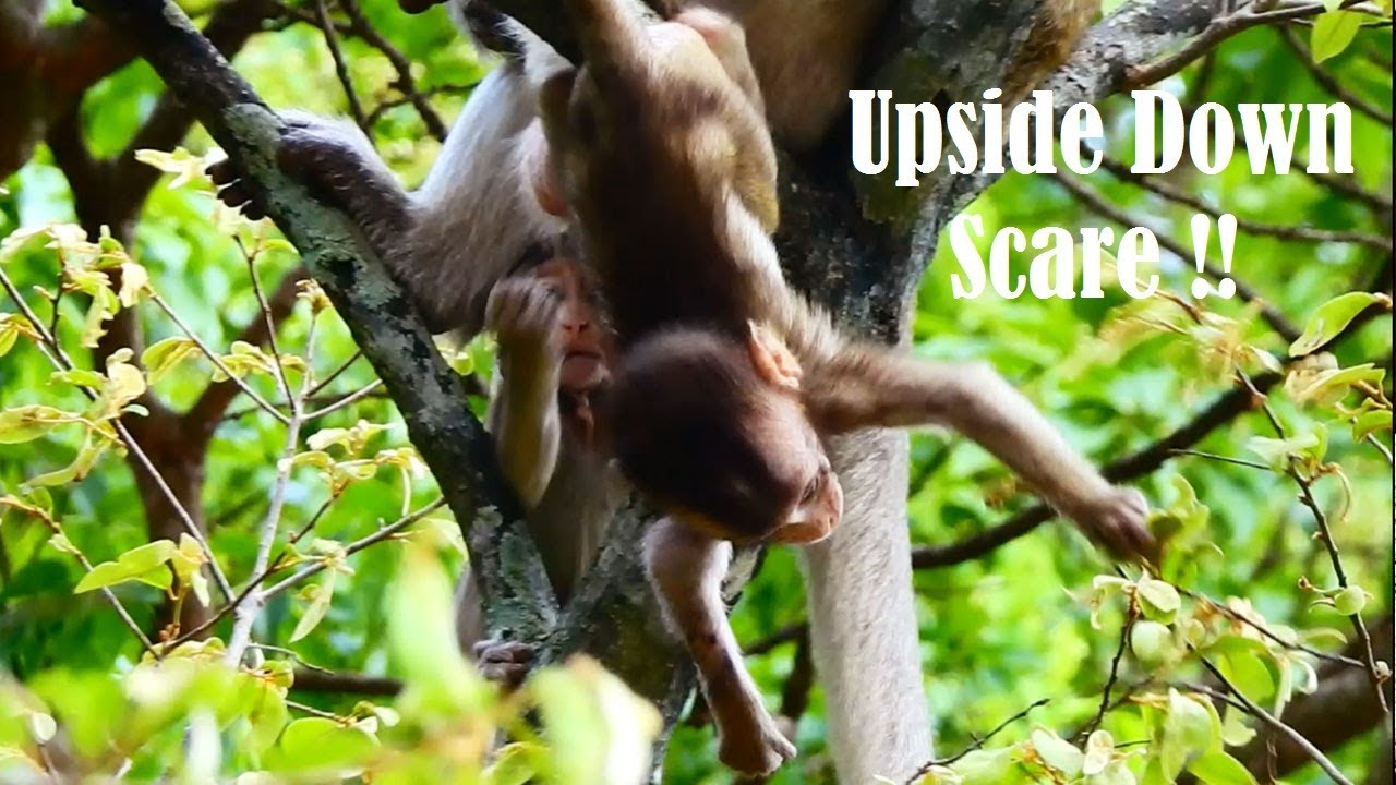 walking pez My God, So Scare Lola Walking Upside Down Coz Mom Leads On The Tree