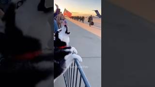 Dogs Dont Forget Their Heroes Soldiers Return