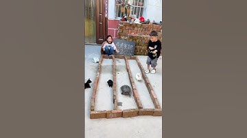 THE HARE & THE TORTOISE REAL LIFE! #wonderfulworld #shorts #funnyvideo #ytshorts