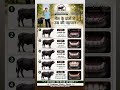 #Buffalo Age Identification Using Dentition Characteristics”🐃🐃🐃