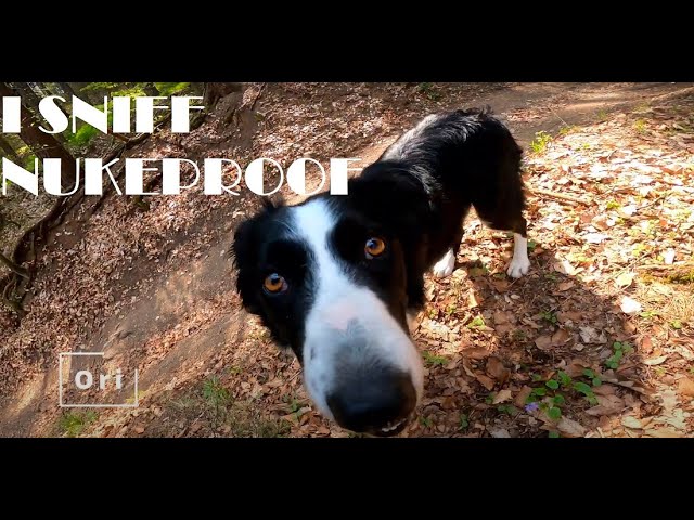 MTB - TRAIL DOG ORI - Nukeproof Giga - First Ride