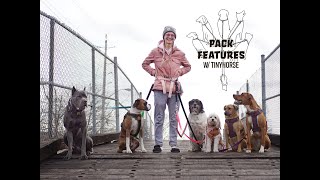 Pack Features w/ TinyHorse by TinyHorse 433 views 2 years ago 2 minutes, 56 seconds