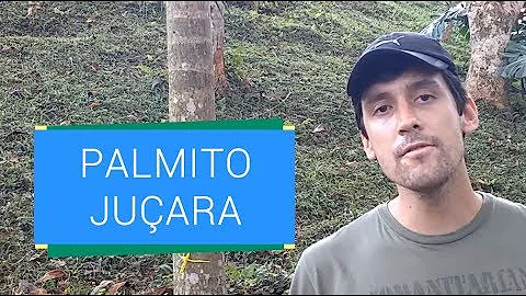 O que pode ser feito para evitar o desaparecimento da árvore do palmito juçara?