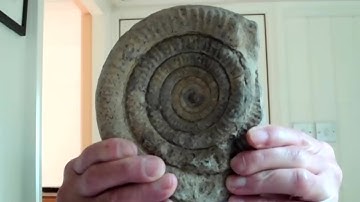 Ancestral Ammonites A Tale by Nick Smith