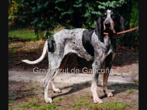 Vídeo: Imágenes, Características Y Hechos De Las Razas Mixtas De Perros Afador