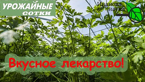ЭТА ТРАВКА поможет восстановить ЗРЕНИЕ и ПОЧКИ, снизить ДАВЛЕНИЕ и отпугнуть СЛИЗНЕЙ!