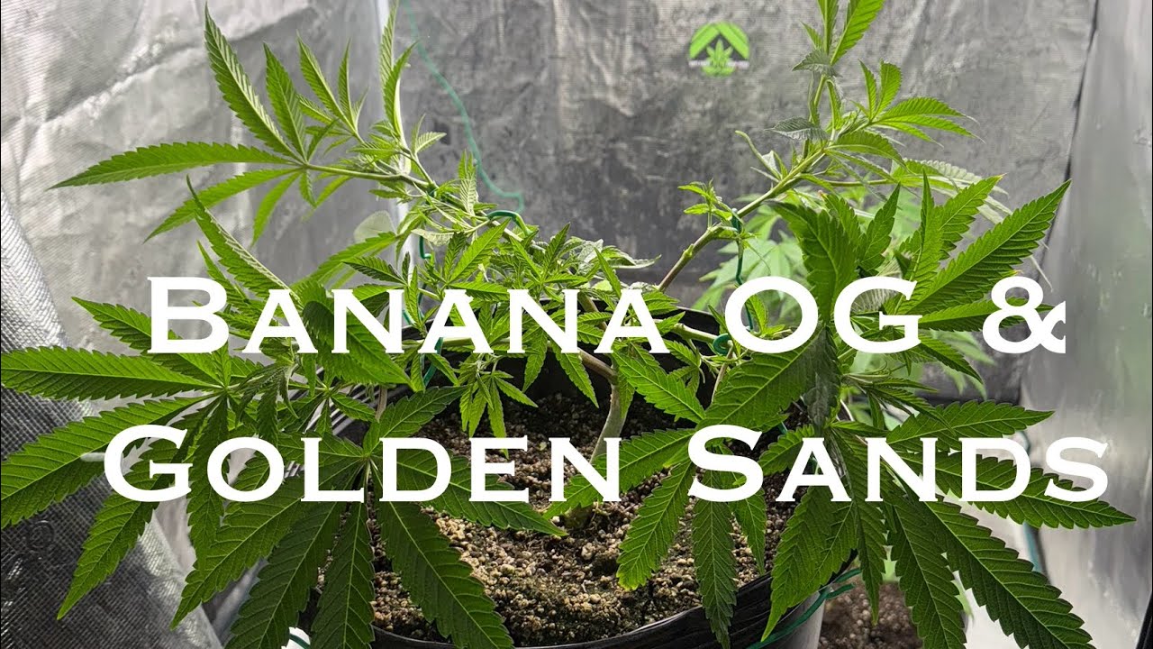 Banana OG и Golden Sands — Humboldt: LST, с мягкими трюками, недорого, легко настраиваемо 