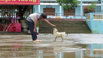 Cộc trắng đực 2 tháng, nặng 5 Kg - Hàng cỡ size to - Chó bản Mông, Part 2