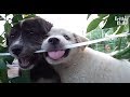 Sad Story Of A Mother Dog Who Had To Abandon Such Cute Puppies | Kritter Klub