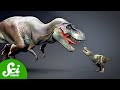 The tiny t rex causing a big science feud