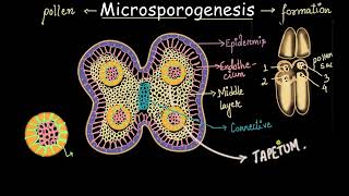Microsporogenesis process | Sexual reproduction in flowering plants | Biology | Medico Radhey