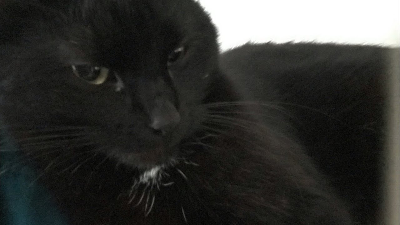 Песня победы сборной Франции на Чемпионате мира(джазденс 23) - YouTube