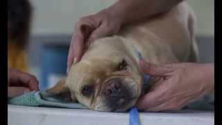 Puppy Mill Dog Loses Eye Finds Loving Home