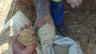How to make your own Natural goat feed part 2