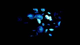 Laptopnerd - Windows Microsoft Xbox On Top Of Rough Coral Patch