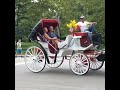 HORSE CARRIAGE, 🐴 RIDE CENTRAL PARK NEW YORK CITY USA #shorts #usa #centralpark #newyork #horse