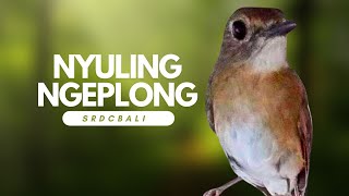 SRDC BALI NYULING NGEPLONG DI PAGI HARI
