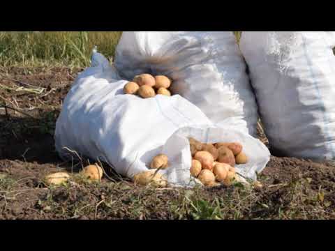 სადემონსტრაციო ნაკვეთი  კარტოფილი, ქარელი  მოსავლის აღება