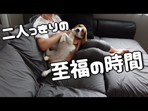 パパっ子のビーグル犬がママと二人きりの時に見せる姿がこちらです