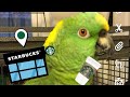 Parrot places order in Starbucks drive thru
